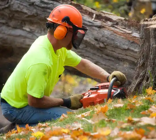 tree services Raton